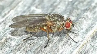 Bug Appreciation on the Handrails