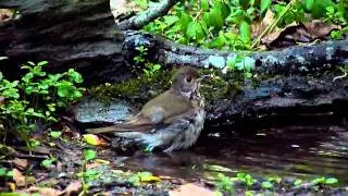 Gray-cheeked Thrush