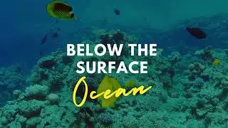 Do Fish Sleep? What You Never Knew