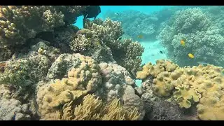 Snorkeling Upolu Cay with Ocean Freedom - December 30, 2024