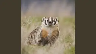 Badger Blood