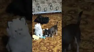 Чип показывает свои игрушки Мишане!) #kutumakutu #cat #pets #cute #dog #dogshorts #chihuahua #kitten