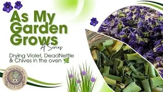 Drying Magic: Purple Dead Nettle, Violets & Garlic Greens! ✨🌿 #adhdwitch #driedherbs #gardenwitch