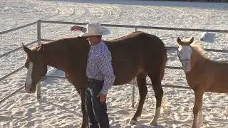 Haltering our foal Bodhi for the first time.