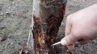 Viermi sub coaja de pe tulpina marului