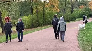 Gold fall at Alexandrovsky park