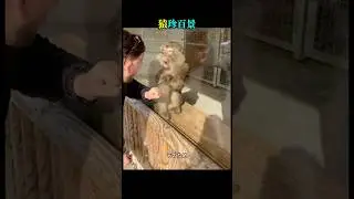 野生の本能？猿が見せた信じられない行動！