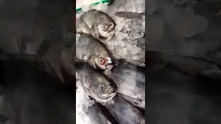 everything we always wanted to know about butterfish