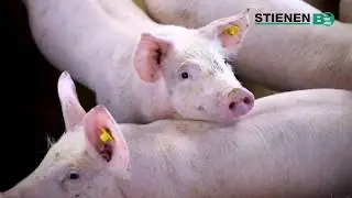 Klimaatoplossing Biggenstallen | StienenBE