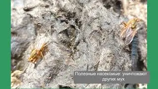 Навозница рыжая
