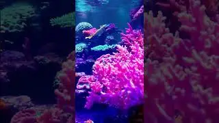 ♻️ Coral y Peces de colores en un Arrecife