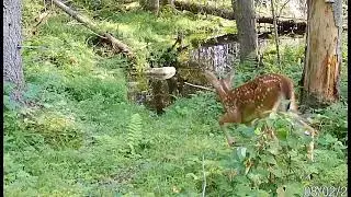 Spotted fawn at pond 8/2/25