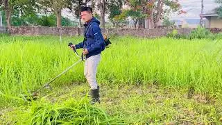 cutting grass for deer feeding | fresh forage deer farm