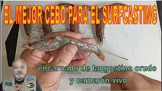 EL MEJOR CEBO PARA EL SURFCASTING. ENCARNADO DE LANGOSTINO CRUDO Y CAMARÓN VIVO #pesca#cebos#tips