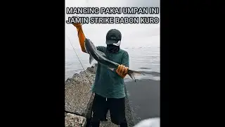 MANCING CASTING DI PELABUHAN CIREBON STRIKE IKAN KURO MANCING DI LAUT