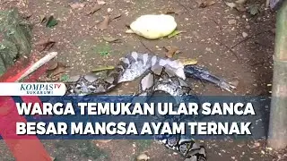 Warga Temukan Ular Sanca Besar Mangsa Ayam Ternak