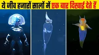 Transparent Fish Deep Sea | transparent animals in the world 