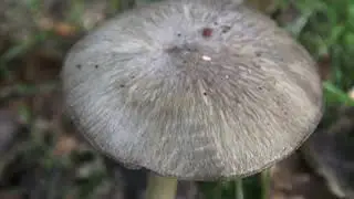 Megacollybia platyphylla, Whitelaced Shank mushroom