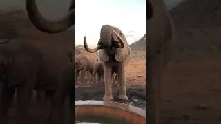 Rescued Elephants[Sheldrick Wildlife Trust] Elephant Adoption Conservation [orphans elephants]Shorts
