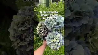 How to dry Hydrangeas in three easy steps! #youtubeshorts