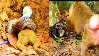 Oh My God! The Snake Swallowing A Pity Frog, Pigtail Monkey Ashley Touch  The Snake Fast