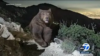 Photo of 'smiling' black bear looking over Pasadena becomes hit on social media