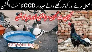 Aseel Murgi & Kabootar Rakhne Walay Khabardar | CCD Ka Sakht Action | Important Warning ⚠️🚨 ⚠️🚨