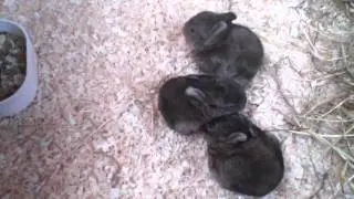 3 orphaned baby bunnies