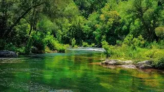 Beautiful Relaxation Music for the Heart 🍃 Powerful Healing Music Live