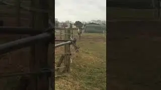 Mein Pferd hat ein Problem