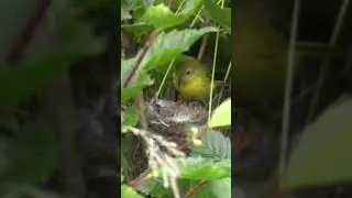 Yellow Warbler Bird: A Vibrant Beauty in the Wild
