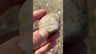 I love Favosites - Honeycomb Coral fossil. #rocks #fossil #coral #rockhound #stone