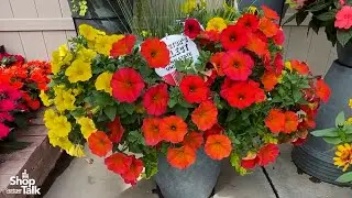 California Spring Trials 2025: New Combos at Sakata Highlight Top Genetics
