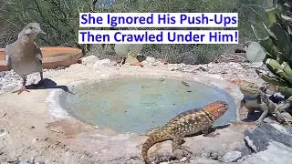 Desert Spiny Lizards - Mating Rituals at the Critter Pond