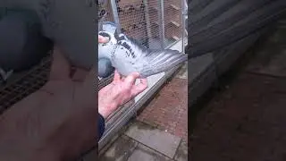 NL24-8178152 Pigeoncom Auction 2024-2025 JAAP SCHUT