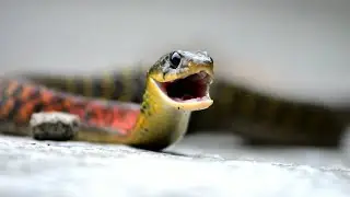 Ular Picung Asli Indonesia, Punya Bisa dan Racun Sekaligus #rhabdophissubminiatus #redneckedkeelback