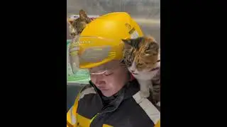 Cat VS Delivery driver #fyp #cat