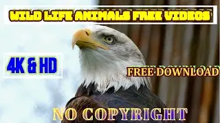 WILDLIFE ANIMALS VIDEOS STOCK FOOTAGE NO COPYRIGHT FREE DOWNLOAD [ 4K&HD ] |KUYA JAPTV|