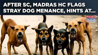 SC's Dog Order: Now, Madras High Court Flags Stray Menace, Drops This Big Hint After Temple Attacks