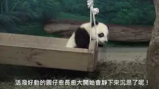圓仔沉思 The Thinker Yuan Zai