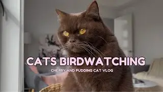 Cats Birdwatching | Brown Cat