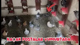 KAÇAK POSTALAR KÜMETE TERDE YUMUTA BIRAKMIŞ ( GÜLLÜ  POSTA SÜPER ÖTESİ OLDU )