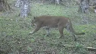 Incredible Trail Camera Captures of Forest Wildlife of Mt St Helens