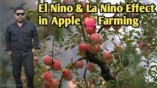 Apple 🍎 peach 🍑 plum Farming update and Must Do Things in this month ll El Nino La Nino Effect ll