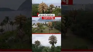 Talipot Palm Trees ਜੋ ਪਹਿਲੀ ਅਤੇ ਆਖ਼ਰੀ ਵਾਰ ਖਿੜ੍ਹੇ | 𝐁𝐁𝐂 𝐏𝐔𝐍𝐉𝐀𝐁𝐈