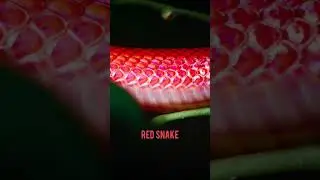 Red Snake #redsnake