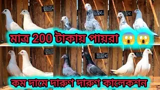 মাত্র 200 টাকা থেকে পায়রা শুরু আজকের ভিডিওতে 🥶🥶।। সস্তায় দারুন সব কালেকশন ও থাকছে আপনাদের জন্য ❤️