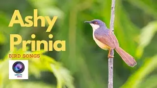 Songs of Ashy Prinia : Bird calls: Indian birds: Bird sounds: #bird_calls #birdsofInida #ashyprinia