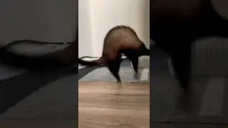 Ferrets Dook 🐭 Sassy