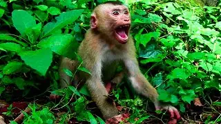 Abandoned Monkey Was Sho=cking And Tri-ed Att-acked Cameraman With His Anger.